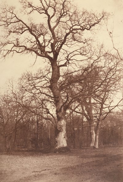 Studio di alberi, Bois de Boulogne da Comte Olympe Aguado